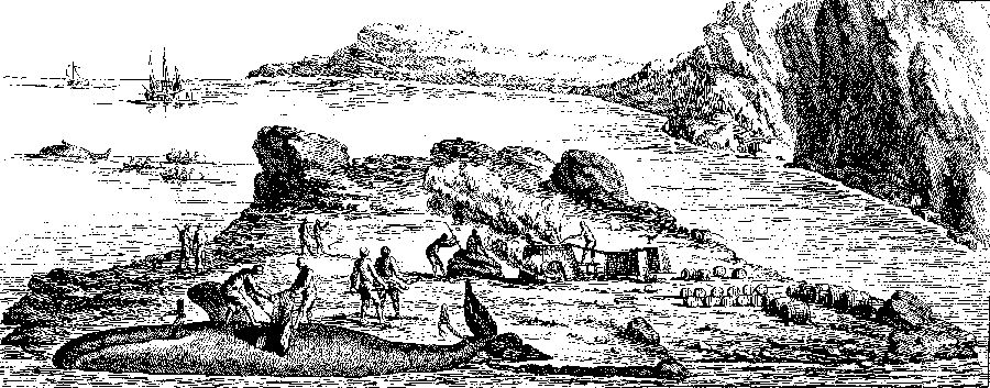 dépeçage baleine Duhamel du monceau Labrador