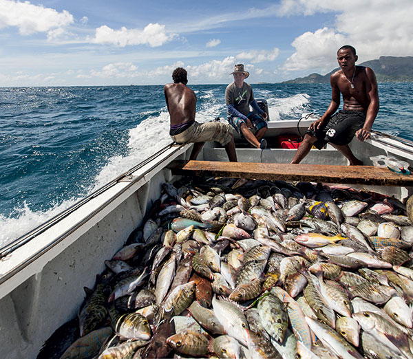 Seychelles, Pêche, thoniers, espadon