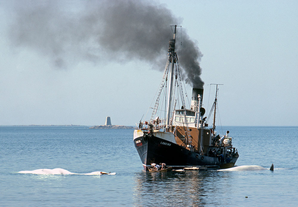 Le chant du cygne de la baleine en Galice