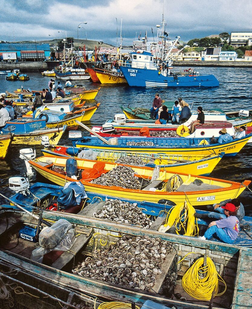 Les plongeurs au narguilé de Chiloé