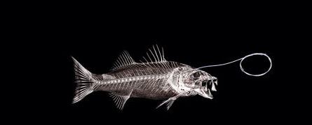 Cuisine, recette poisson, Ikejime bar, Bretagne, Ikejime technique