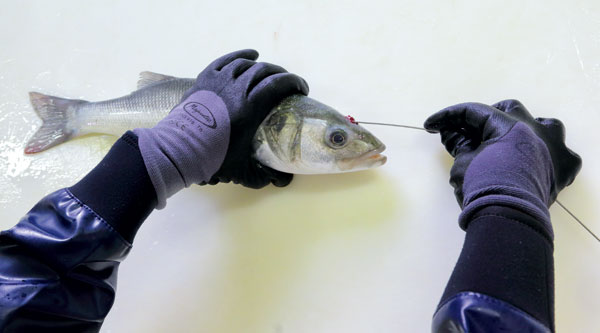 Cuisine, recette poisson, Ikejime bar, Bretagne, Ikejime technique