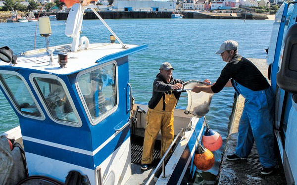 Cuisine, recette poisson, Ikejime bar, Bretagne, Ikejime technique
