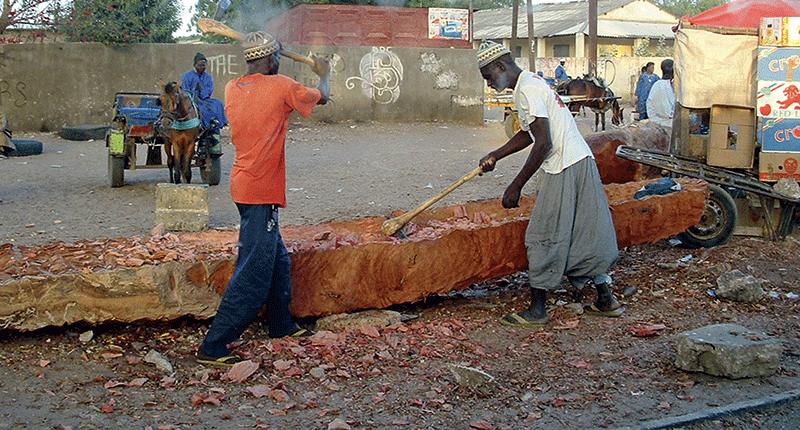 Dans un faubourg de M’Bour, deux bûcherons évident un tronc avec des haches constituées d’un fer tranchant enchâssé dans une pièce de bois grossière.