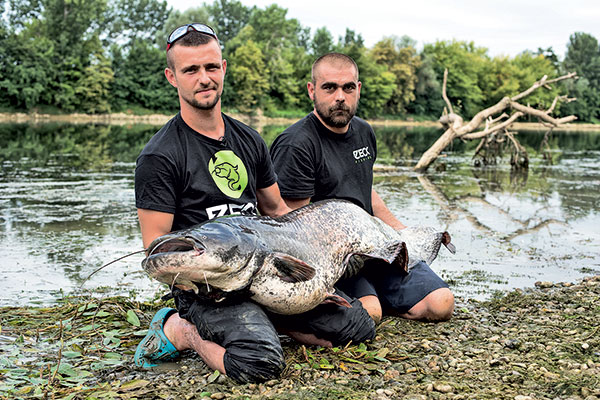 Pêche Alose, Alose Garonne, pêche Garonne, Alosa alosa