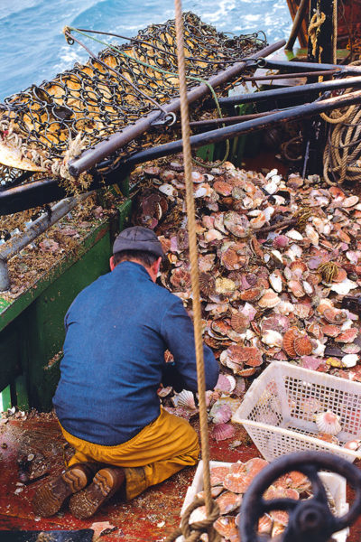 homme pêche à la coquille Saint Jacques