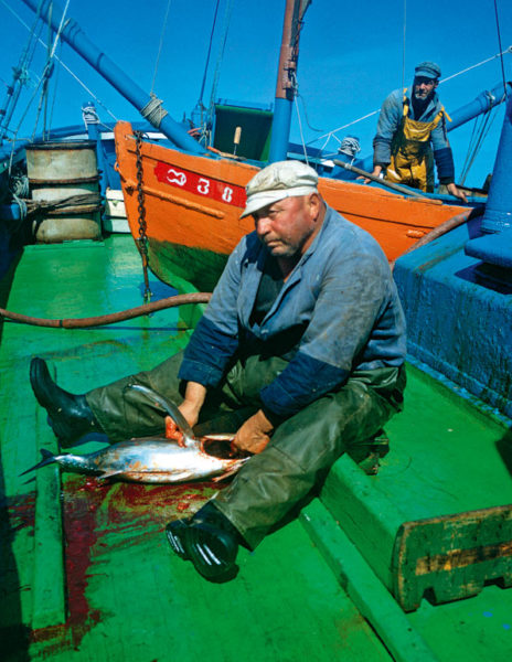 Pêche au thon, Douarnenez, Malamok Douarnenez