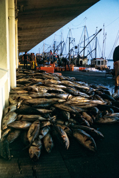 Pêche au thon, Douarnenez, Malamok Douarnenez