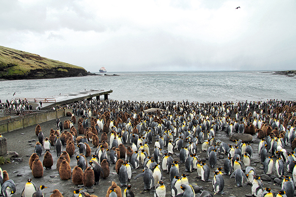 Manchot Kerguelen