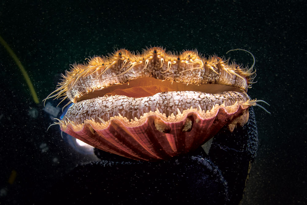 La coquille, bivalve sentinelle