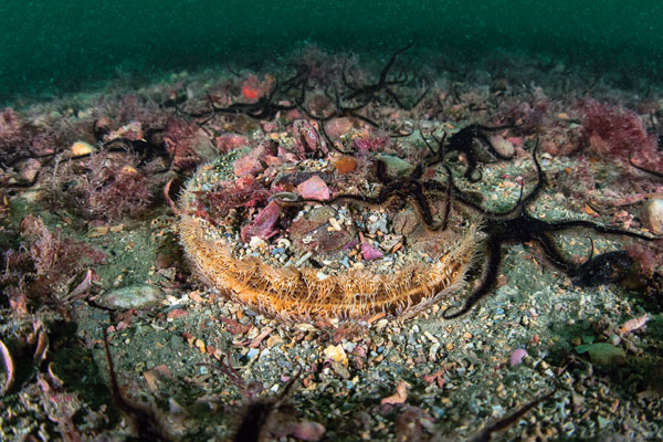 La coquille Saint-Jacques, ou Pecten maximus – « le grand peigne », en latin scientifique – au naturel sur les fonds de la rade de Brest.