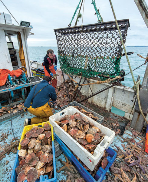 Pêche et tri de la coquille en baie de Saint-Brieuc.