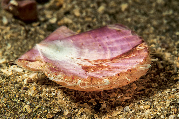 Après un mois d’existence nomade et nageuse, les larves de Pecten maximus se posent au fond et se métamorphosent, adoptant une forme semblable à celle des adultes…