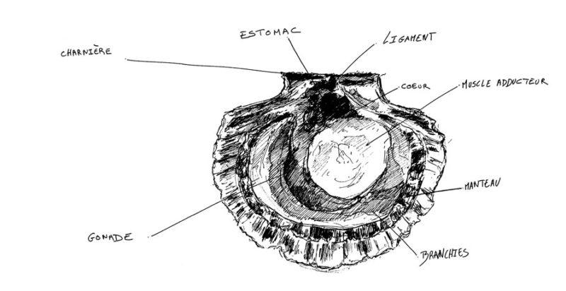 Ce que les gourmets appellent la « noix » de la coquille Saint-Jacques est aux yeux de l’anatomiste son muscle adducteur (qui actionne les deux parties de la coquille, ou valves).