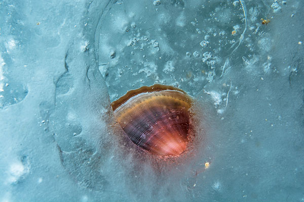 Le pétoncle antarctique, Adamussium colbecki, cousin polaire de la coquille Saint-Jacques, vit sous la glace et même dedans ! 