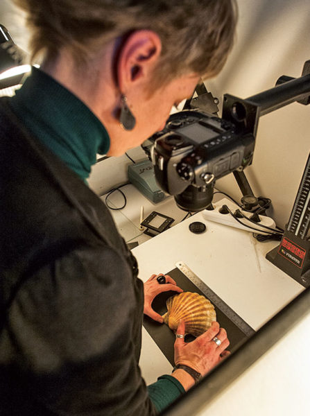 La Saint-Jacques croissant au rythme d’un microscopique cerne par jour sur le pourtour de sa coquille, cette dernière constitue une forme de « journal » où sont archivées quotidiennement des informations sur son milieu. 