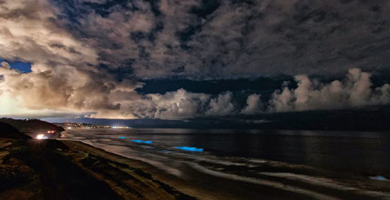 Les dinoflagellés, animaux unicellulaires du plancton.