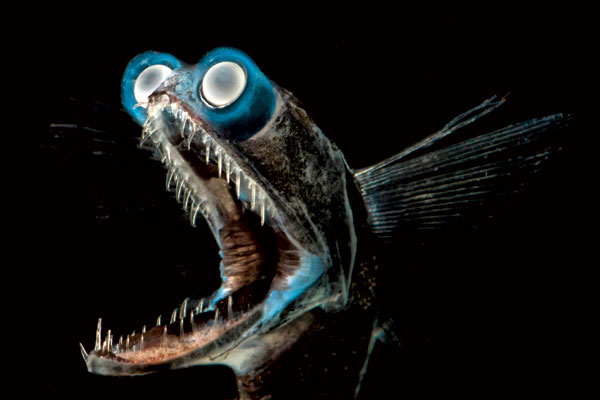 poisson-télescope (Gigantura chuni) du golfe du Mexique.