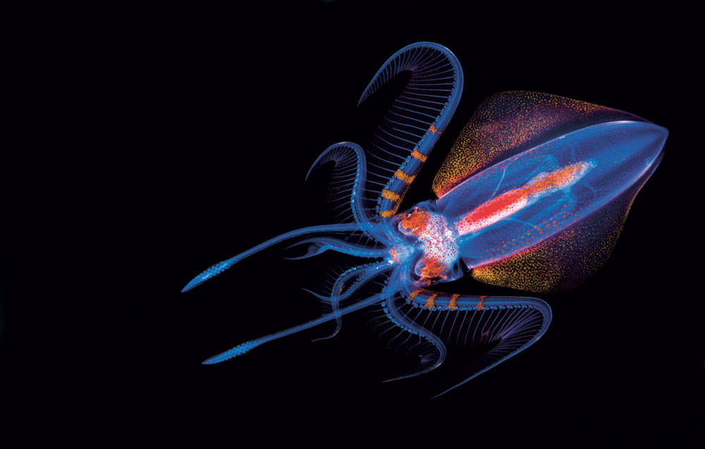 Des feux dans la mer, la bioluminescence marine