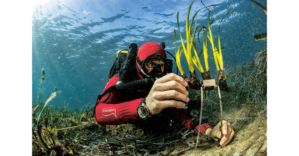 Des jardiniers sous-marins en Méditerranée