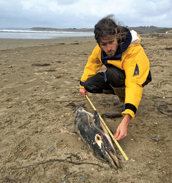 En 2019, sur la plage de Saint-Anne-la-Palud, dans le Finistère, examen externe d’un dauphin commun (Delphinus delphis) échoué par Arthur Alt