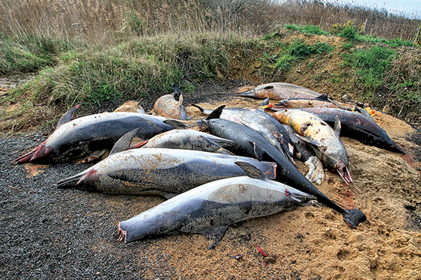 Dauphins échoués en février 2020.