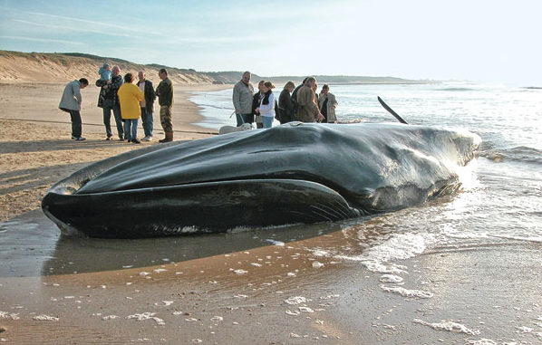 Échouage d’un rorqual commun 