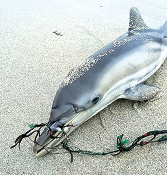 L’examen des spécimens par Pelagis met l’étouffement accidentel dans un engin de pêche au premier rang des causes de mortalité. 