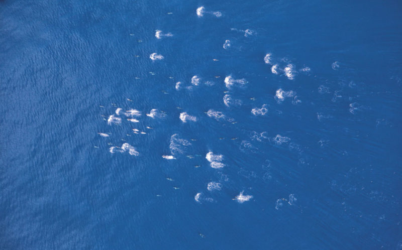 Observation aérienne de dauphins dans le golfe de Gascogne