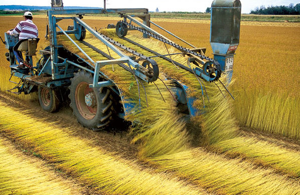  à maturité, le lin est arraché, de manière à conserver les fibres du pied des tiges. 