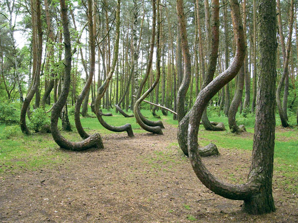  Krzywy Las, « la forêt tordue », en Poméranie occidentale, offre une belle illustration du gravitropisme.