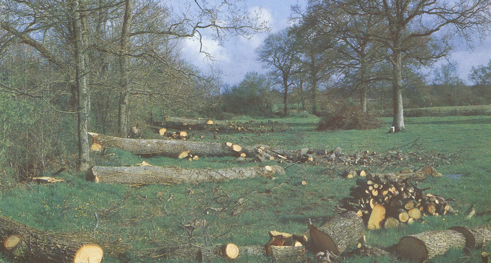 De la forêt à la mer : Du bois pour la construction navale