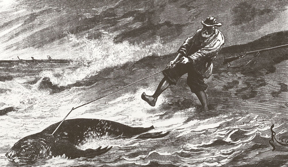 La chasse aux phoques en baie de Somme