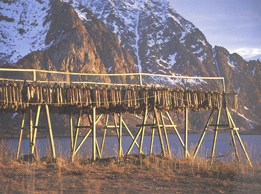 Pêcher le skrei aux Lofoten