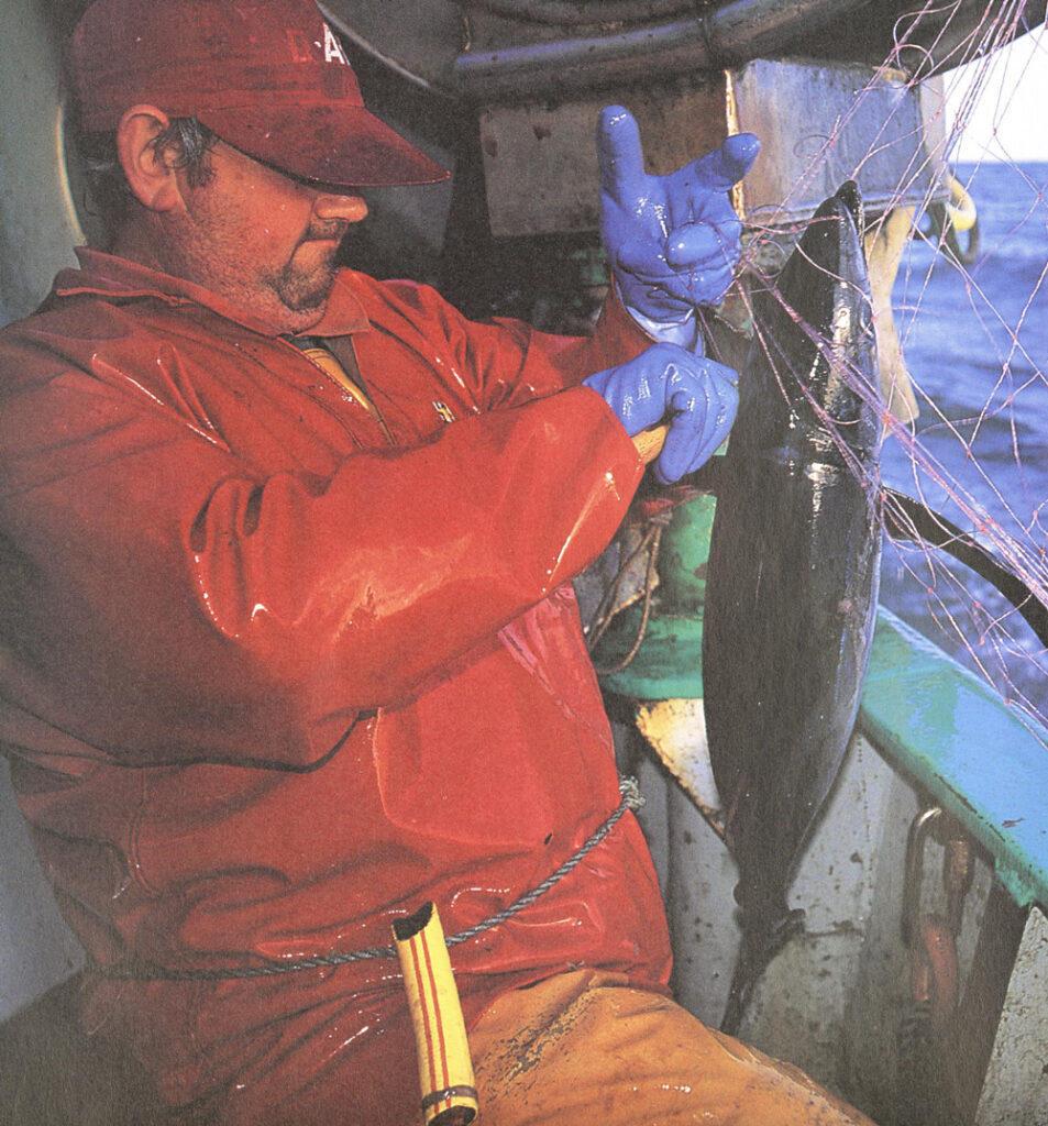 La pêche du germon au filet maillant