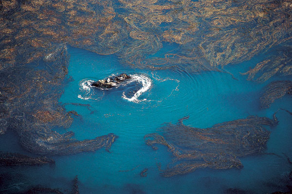La canopée est parfois si dense que les bateaux ne s’y aventurent pas, mais elle peut servir de repère aux navigateurs : le kelp indique la présence de rochers sous l’eau, comme ici aux abords de Lucia, au Sud de la baie de Monterey.