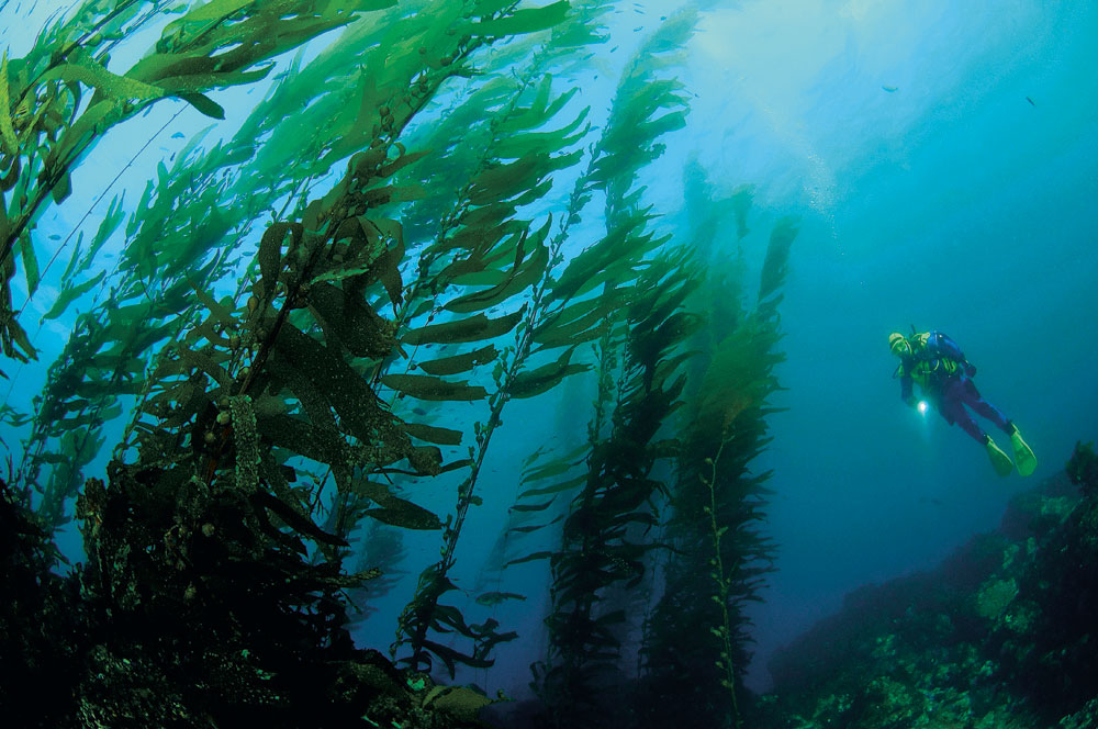Lampe à la main, un plongeur explore une haute et sombre forêt de kelp (Macrocystis pyrifera)