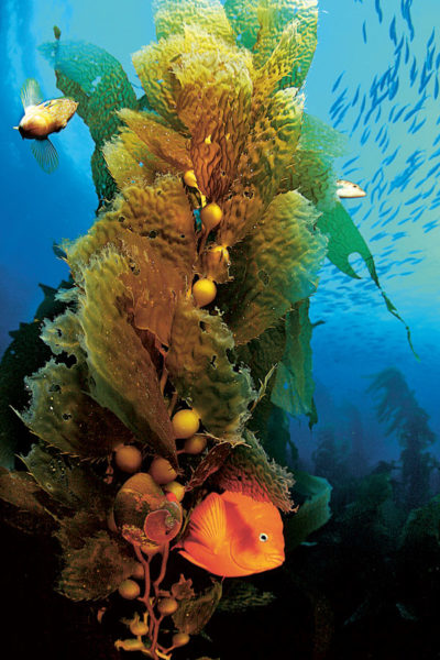 Accrochés au fond rocheux par leurs crampons, les kelps constituent un habitat naturel pour de nombreuses espèces