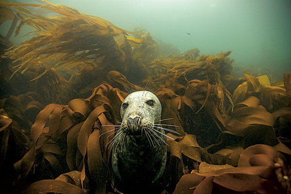 Phoque gris (Halichoerus grypus) 