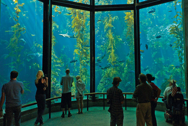 aquarium de la baie de Monterey