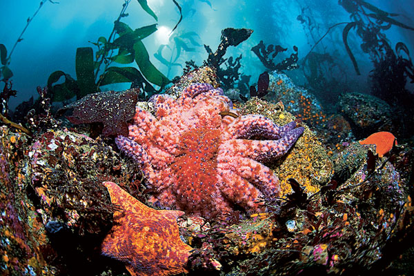 Prédatrice d’oursins, l’étoile de mer tournesol (Pycnopodia helianthoides) est régulièrement frappée par le « syndrome de dépérissement des étoiles de mer »
