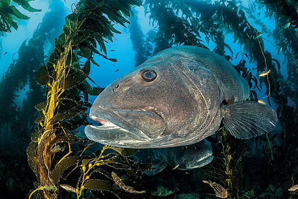 seabass (Stereolepis gigas)