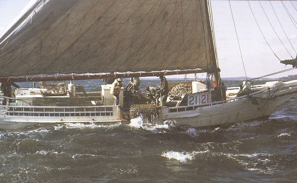 Les skipjacks de la Chesapeake