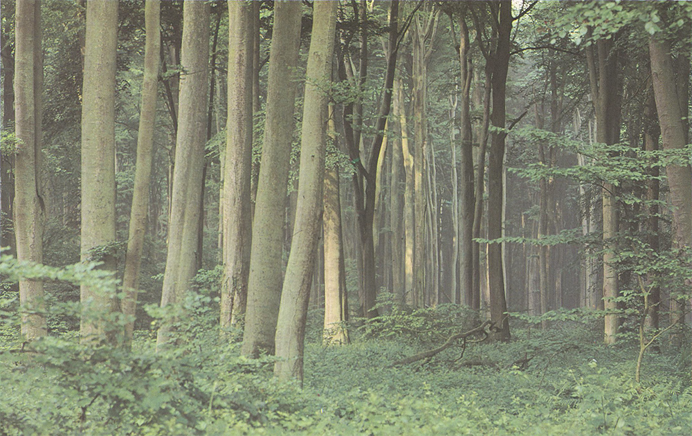 L’homme qui plantait des arbres