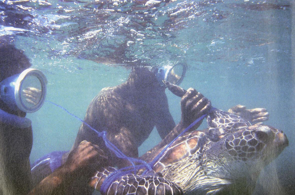 La pêche à la tortue chez les Vezo : Madagascar