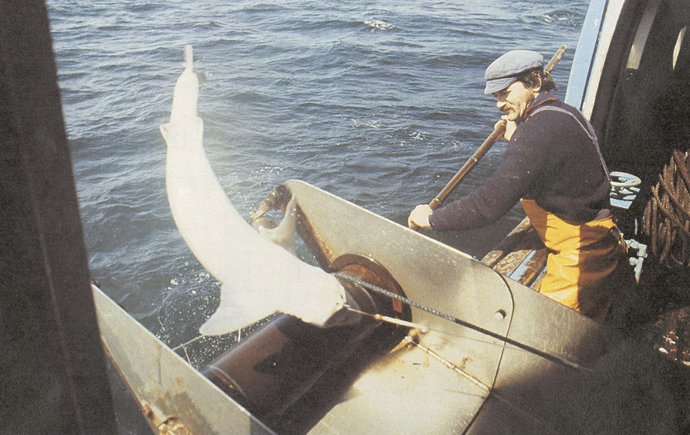 Le chien de mer de la mer du Nord aux poissonneries d’Italie