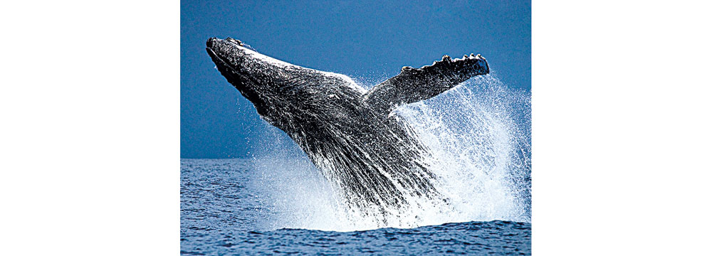 À l’écoute des baleines à bosse