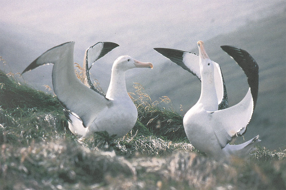 L’albatros : mythes et réalités