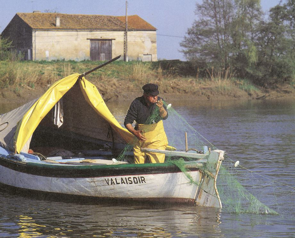 La lamproie bordelaise