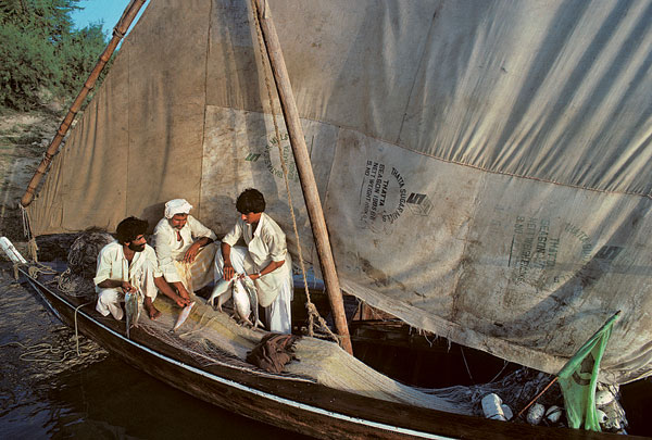 Retour de pêche à la palla, espèce d’alose de l’Indus, en aval de Hyderabad.